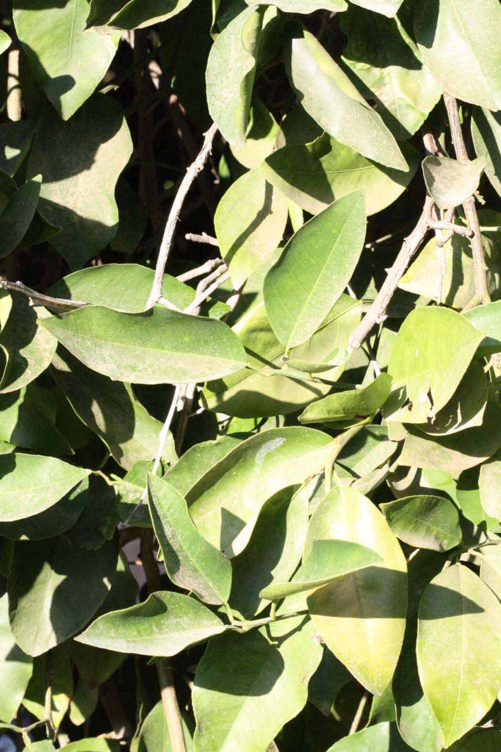              Sun leaves (Riverside, CA)       